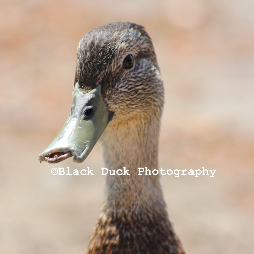 Black Duck Photography