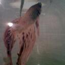 Felipe Villalobos - @VilFelipon - Twitter