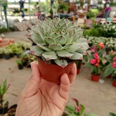 gonzamony's profile picture. 
