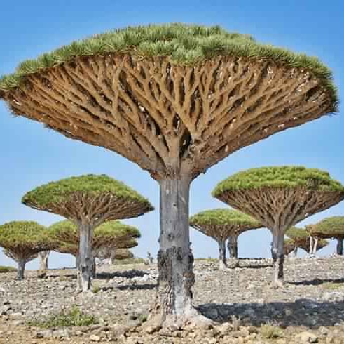 The hidden treasure that is exposed to tempering instead of attention and care .. #Yemen #SaveSocotra #Socotra_Island #اليمن #Save_Socotra