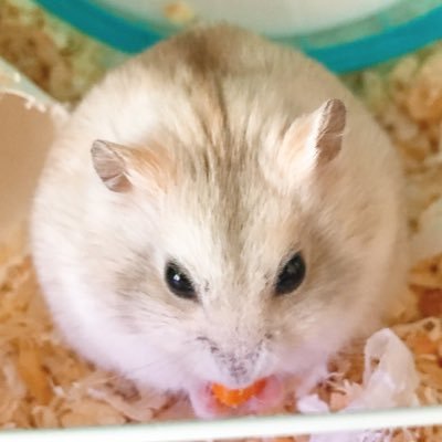 イエロージャンガリアンハムスター Pirichch Ham Twitter イエロージャンガリアンハムスター Pirichch Ham Twitter