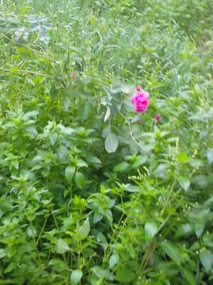 zaed20122012's profile picture. 