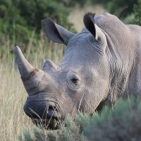 Rhino Lover(@rhinolover262) 's Twitter Profile Photo