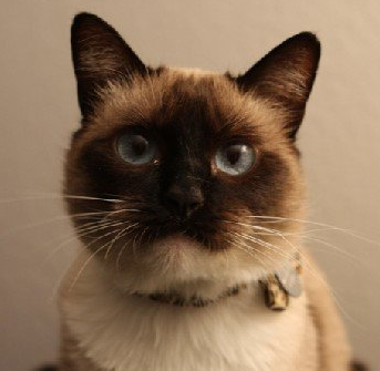 I am Julie and Mike's cat