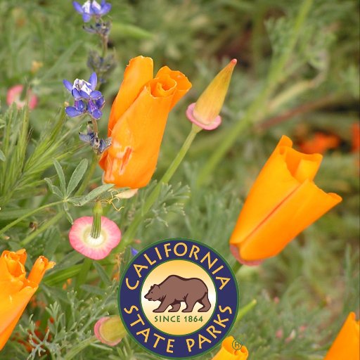 The park features poppies and other wildflowers March-May; the bloom intensity varies each year.