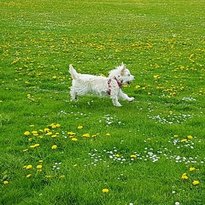 new dog walking and pet sitting service in Wombourne
