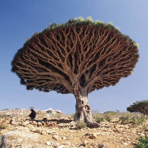 This account specializes in publishing some political & development activities in #Socotra, is maintained by @Somalia to serve the nation|#جزيرة_سقطرى_الصومالية