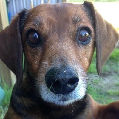 Doxie mix. Love adventures. Expert tree climber. Been bit by a snake. I'm a brave boy! Love my mama and my family. 12 years young! Happy dog.