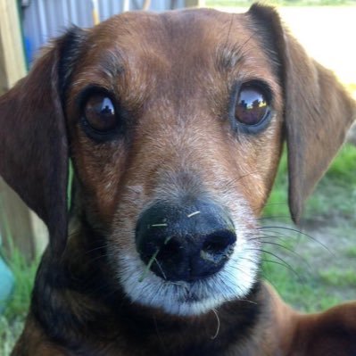 Doxie mix. Love adventures. Expert tree climber. Been bit by a snake. I'm a brave boy! Love my mama and my family. 12 years young! Happy dog.