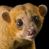 Kinkajou51 #IStandWithDonbass & Palestine(@Kinkajou5123) 's Twitter Profile Photo