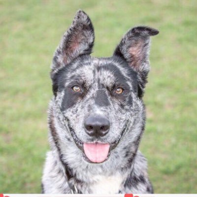 Moorviewkennels's profile picture. 