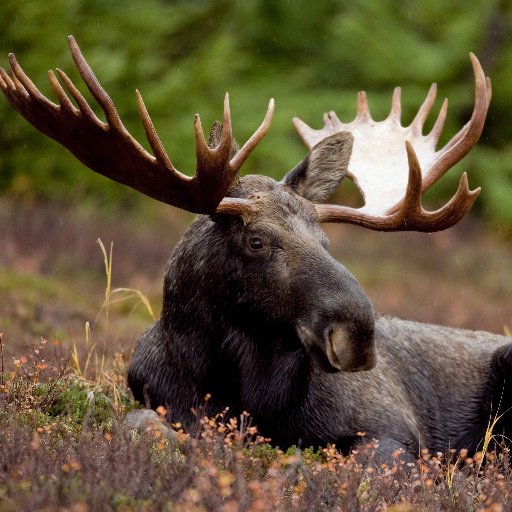 Moose_Krazy's profile picture. 🦌