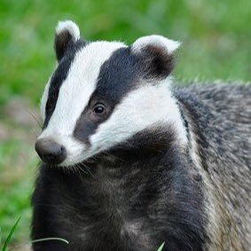 Here to badger my badger mate, and anyone else who needs badgering.