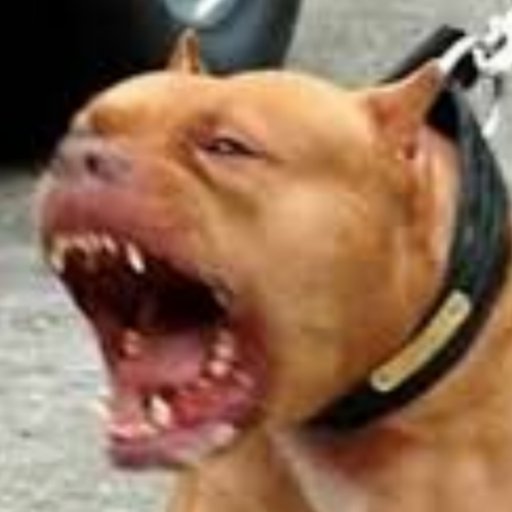 Hundeattacken's profile picture. Jährlich werden in Deutschland 40 000 Menschen krankenhausreif gebissen. 

Zu viele sterben. 

Wir fordern #Maulkorbpflicht  für große #Hunde. Ohne Ausnahmen.