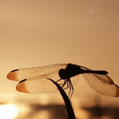 _shadow48677_'s profile image