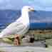 Barry Weeber (@ecowatchnz) Twitter profile photo