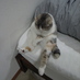 Tomoko Tanahashi (@tomoryah) Twitter profile photo