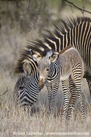 Grevy's Zebra Trust