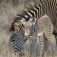 Grevy's Zebra Trust (@grevyszebratrst) 's Twitter Profile