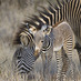 Grevy's Zebra Trust (@grevyszebratrst) Twitter profile photo Grevy's Zebra Trust (@grevyszebratrst) Twitter profile photo