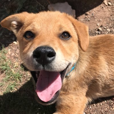 kumathedoge's profile picture. Bite bite bite sniff bite bite