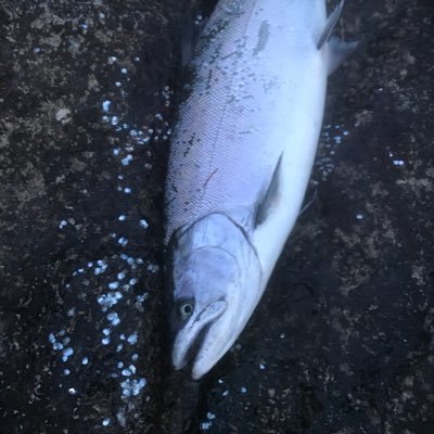 釣りスイマー 北海道 サバ イワシ チカ 釣りスイマー 釣り イワシ サバ チカ サビキ