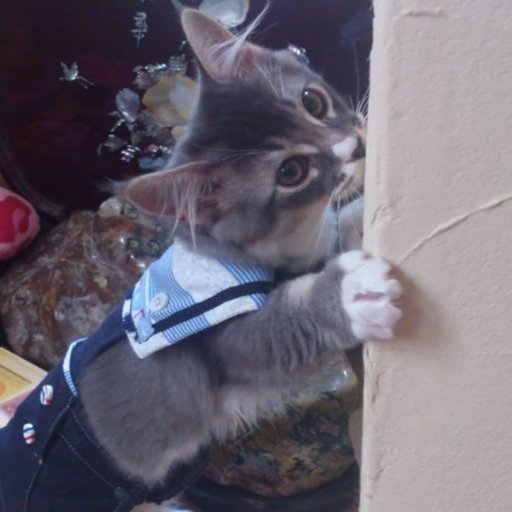 猫垢。。🐱 6歳でメインクーンのルーナが虹の橋を渡りました🌈
現在♥️メインクーン1匹&マンチカン1匹&バーマン1匹&ソマリ1匹&ペルシャ1匹🐾 5ニャンズの気まぐれに翻弄されておりますw
猫LOVEですが、実はうさぎ・犬も大好き😍動物好きです💗