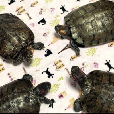 ミシシッピアカミミガメ4匹（全員♀）を迎えてそろそろ30年🐢カメさんを飼ってる方と繋がれたらと思ってます。Perfume P.T.A.会員