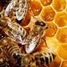 rmpbee's profile picture. A NewBee looking to increase my knowledge about beekeeping and helping honeybees thrive!