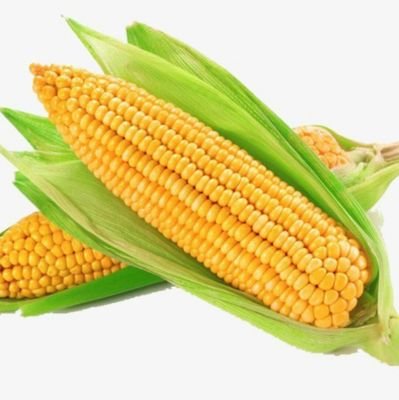 なに見てんだよ🌽

おいしい🌽