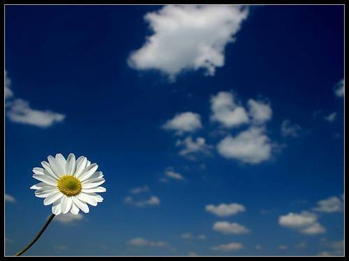 originaltom01's profile picture. 