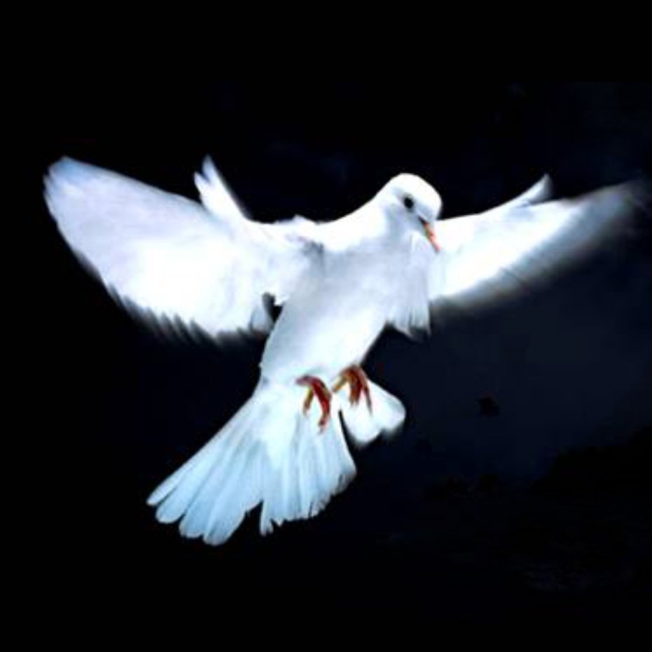 Sir Karl Jenkins welcomes applications from your choir to sing in a historic performance of The Armed Man : A Mass for Peace. 🕊