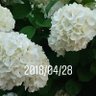 matumokimono's profile picture. 着物が大好きなので現在着付けの修行中。まだまだ一人では着れないのでお出かけは出来ませんが頑張ってお出かけ出来るようになりたいです。着物好きな方、宜しくお願いします。また障害児を育ててます。生活の苦しみも呟きます。ここは私の庭です。