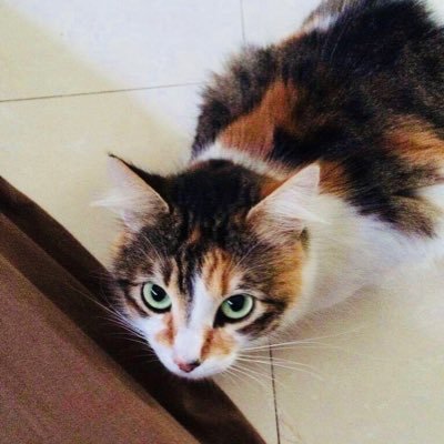 raylogic0825's profile picture. AI/MachineLearning/ プログラミングを学習中の18歳/CouseraのMachineLearningを終了/色んな方と繋がりたいです