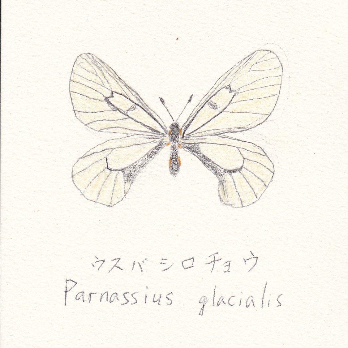 Parnassius_gl Profile Picture