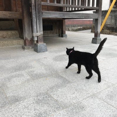 hirune_shitaiii's profile picture. 気になるものは、クラシック、jazz、漫画に小説、奈良と仏像、ナビ派の絵画。台湾行ってみたい。小籠包食べたい🤤