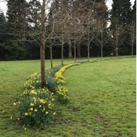 Blodau Ystradgynlais in Bloom (@blodaub) 's Twitter Profile