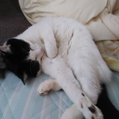 令和4年7月から3回目の単身赴任をしております。スーツにまとわりつく猫の毛に困っています(*_*)
ジムニーとRAV4Adventureでちょこちょこ出掛けてます。好きなものは、bayfmの「存じアップ!radio」です(’-’*)♪