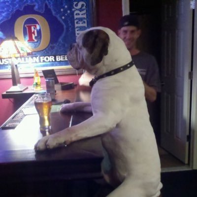 Proud dog. hates cats. Loves Carling. Millwall till I die. woof.