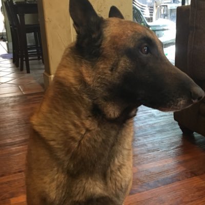 Based in Corsicana Texas, taking care of your dog by giving them the exercise they need. Happy to walk any dog. DM or call 903-257-8714. Ran by @madmanharry_