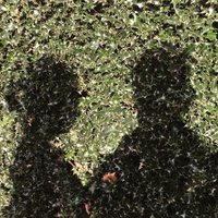 Alice Troy-Donovan (@alicetdtroy) 's Twitter Profile