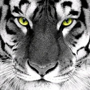 araham11's profile picture. Hands that serve humanity are better than lips that talk of divinity. - Swami Vivekananda.