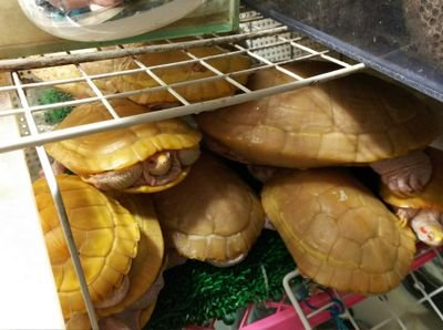 動物取扱業所持
防犯カメラ設置してます SECOMも入ってます
アルビノアカミミガメが好きです🐢
基本、記録するためにSNSやってます\(^o^)/
頂いた恩はお返しします
お問い合わせは最低限お名前を教えてくださいm(_ _)m あとは気軽に絡んでくださいm(_ _)m
コメント欄は見ていません