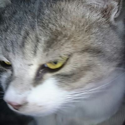 ikasa_unuma's profile picture. 地元の歴史を勉強中。無言フォローお許しください。
