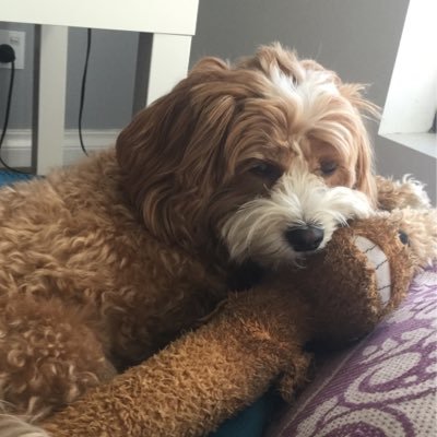 Hello my name is Rusty, I’m a Cavoodle, and I enjoy long walks on the beach and cuddling my humans!