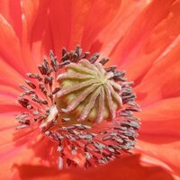 papaverhof (@papaverhof) 's Twitter Profile