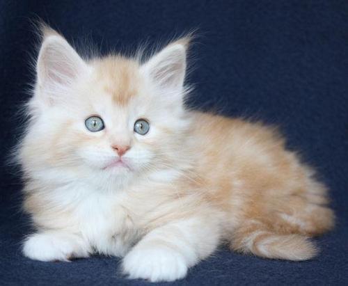 maine__coon's profile picture. Maine Coon Katzen kaufen & verkaufen. markt.de - Ihr Portal für Katzenanzeigen aus Deutschland.