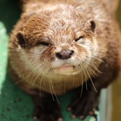 mkbo38's profile picture. 動物、Disney、風景とりあえず写真撮るのが大好き(o´艸`)主に自分が撮った写真ですが、たまに子ども達が撮った写真 （#チビっ子カメラマン）もupします( ´▽｀) #BYカメゆゆ #7Dmark2 #80D #8000D #kissx7i #PwSh400sx #TG2 #ファインダーの中に広がる世界