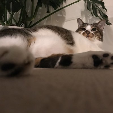 Miwamatuko's profile picture. 自分のただのメモです