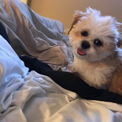 TeddyCohen133's profile picture. American, Lawyer, Centrist, Realist, Zionist, Israel, politics and Miami Dolphins Fan